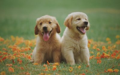 Animals For Adoption: Know What You Must Consider?