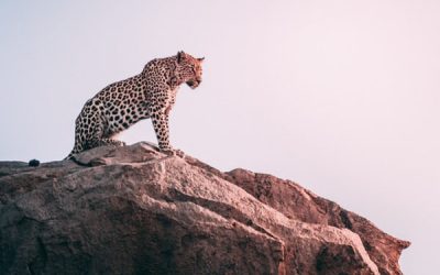How Are The Animals Going Extinct?