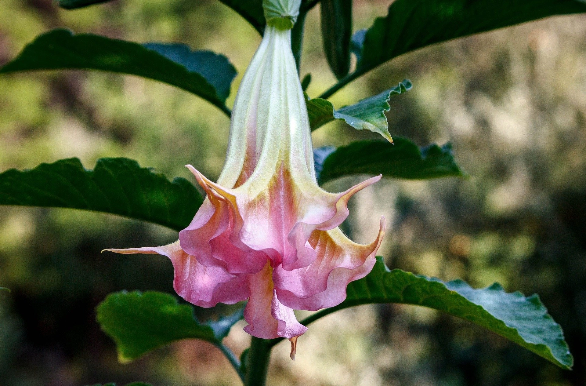 Most Poisonous Flowers