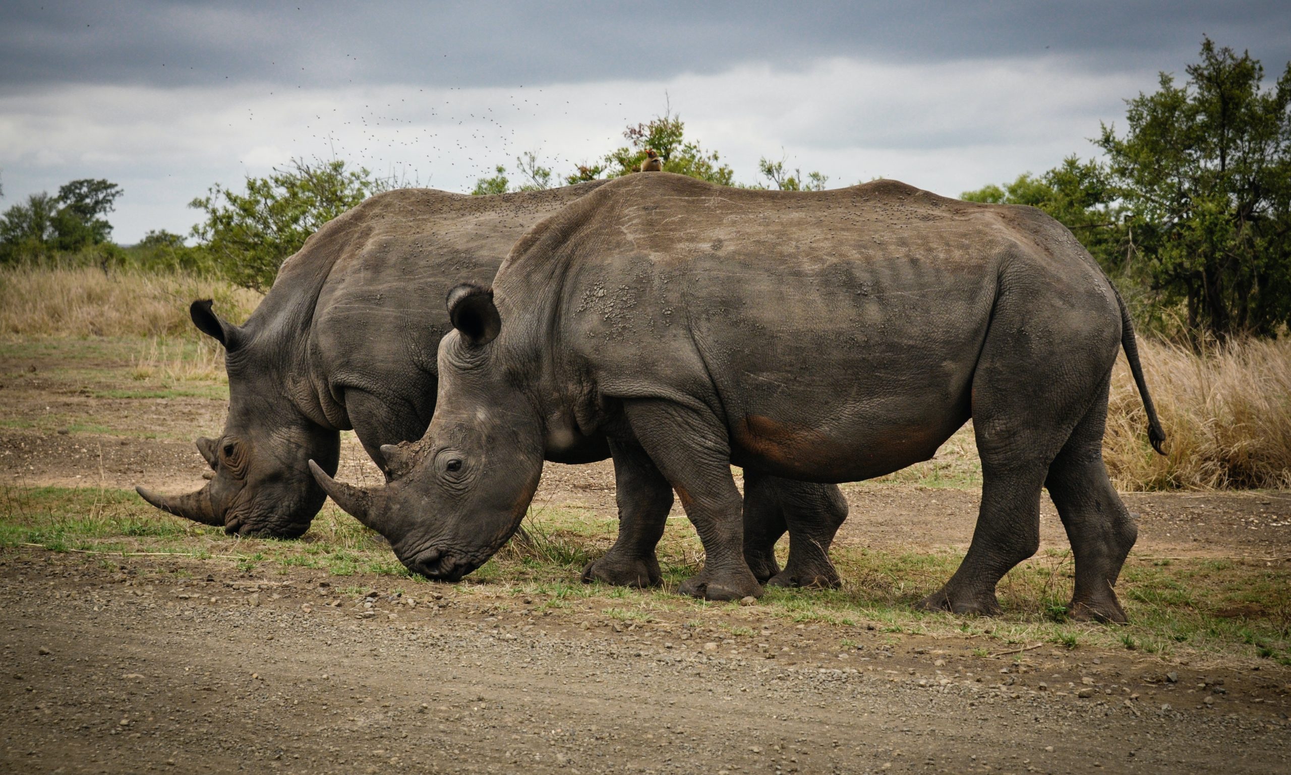 Protect the endangered species