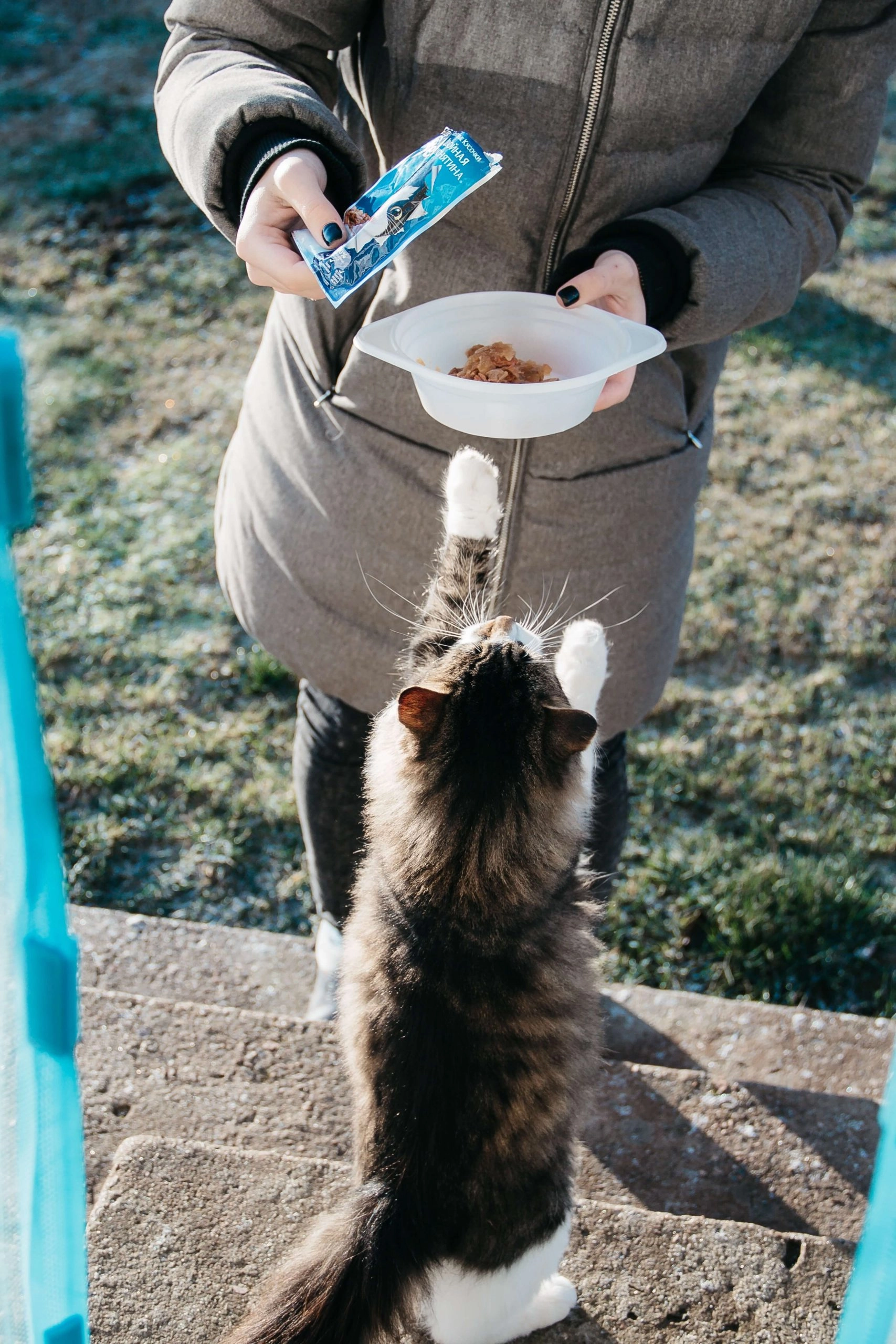 Help Stray Animals