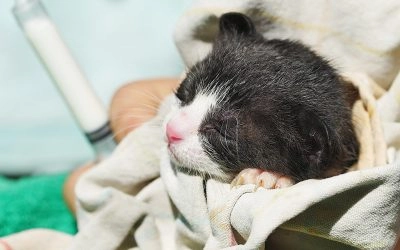 Protect Orphaned Animals – 5 Baby Animals to be Protected