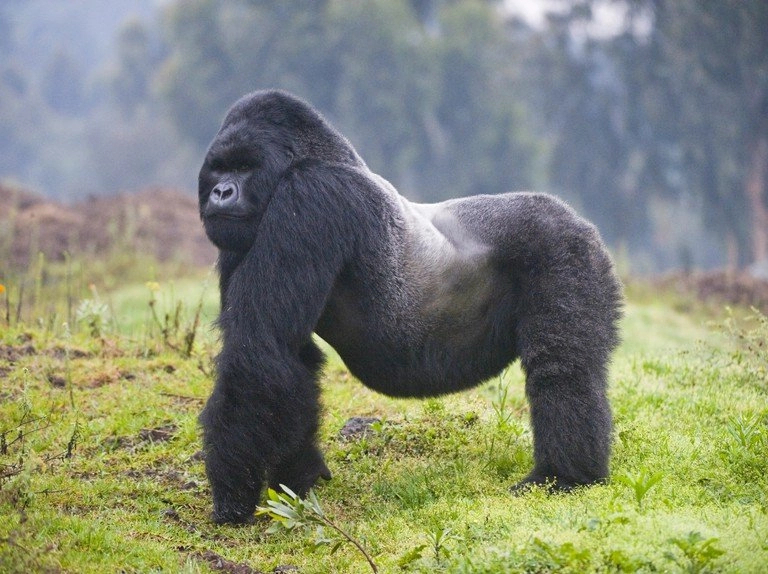 Are Mountain Gorillas Endangered?